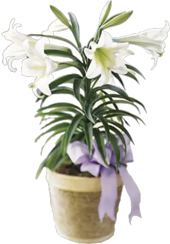 Easter Lilies Png Picture Easter Lily Plant Png Transparent Easter Lily Png