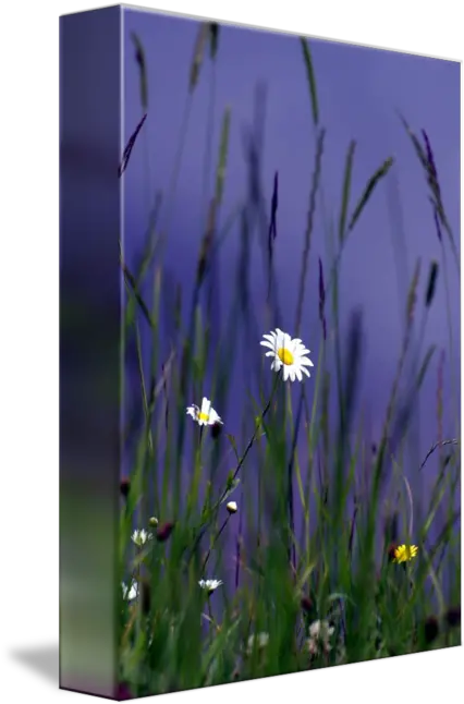 Hiding In The Long Grass By Brian Raggatt Camomile Png Long Grass Png