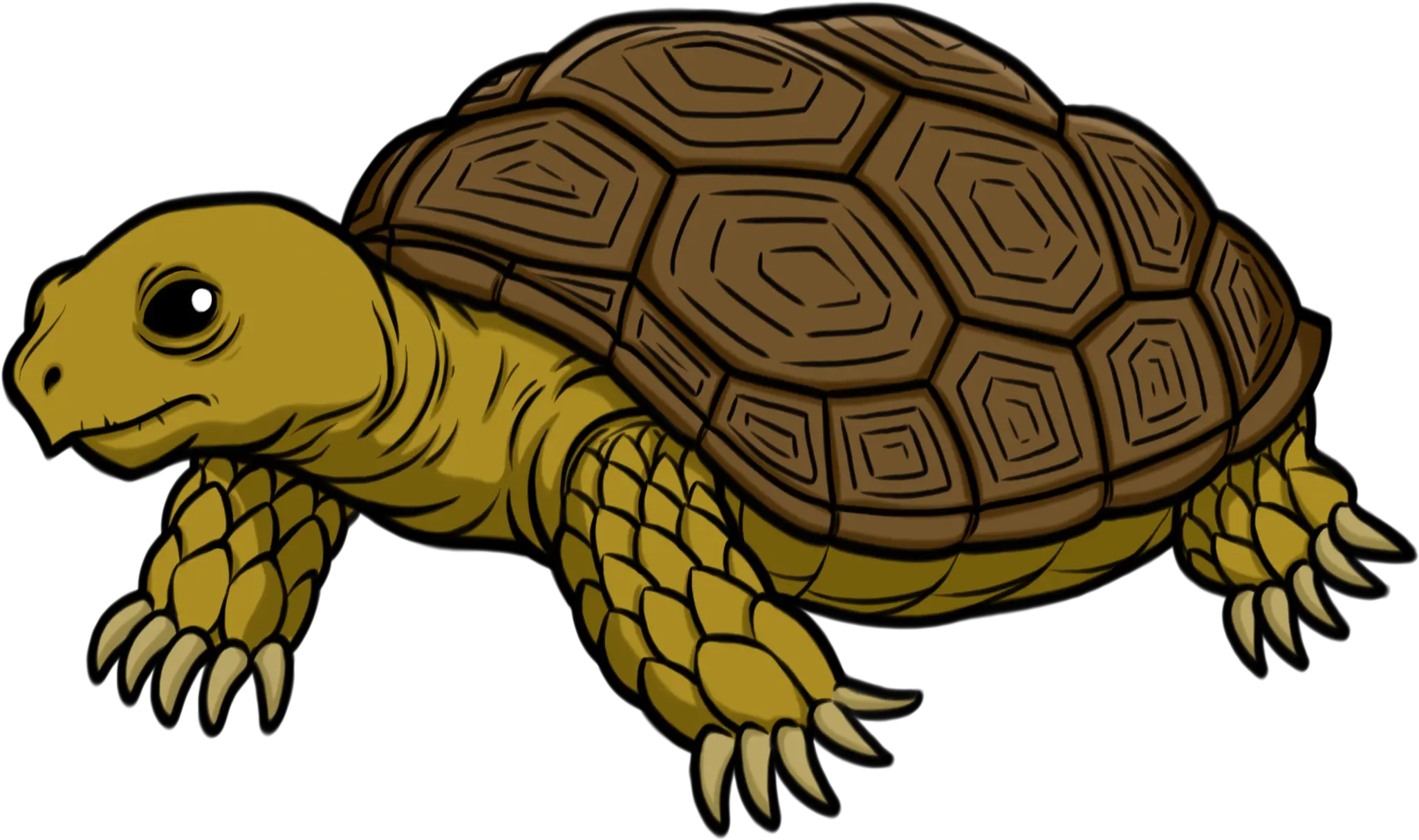 Tortoise Transparent Transparent Background Tortoise Clipart Png Tortoise Png