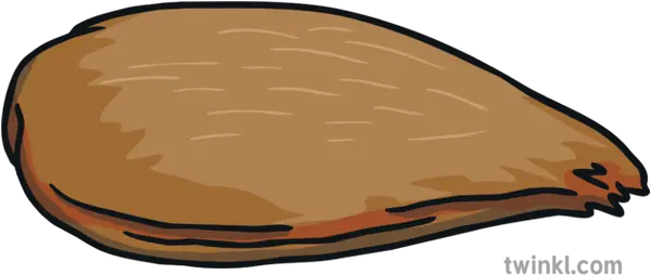 Apple Seed Life Cycle Of An Display Posters Ks1 Pasty Png Seed Of Life Png