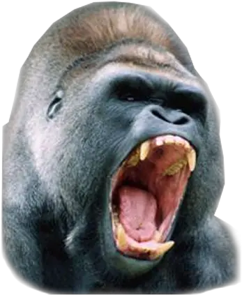 Silverback Gorilla Png Picture 1944726 Angry Gorilla Close Up Gorilla Transparent