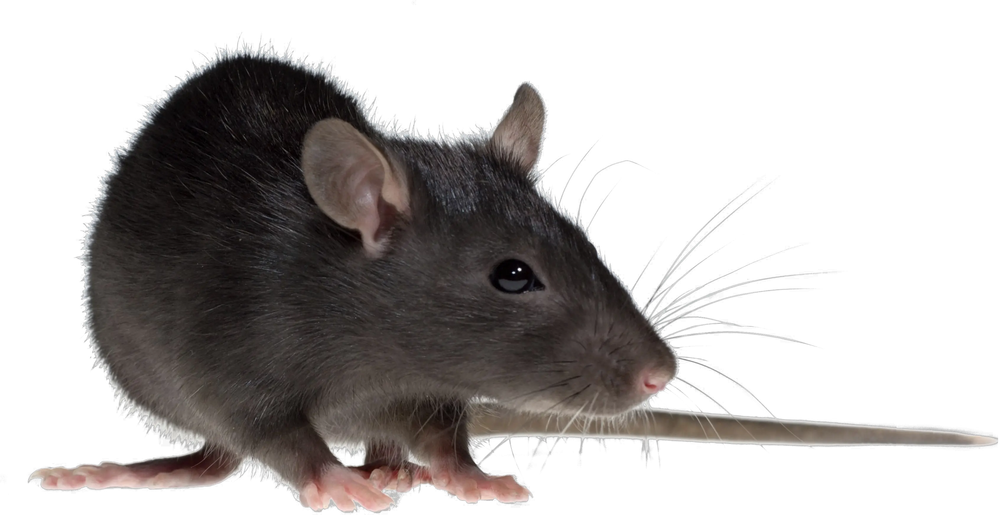 Download Hd Rat Png Image Dangerous Rat In The World Rat Transparent