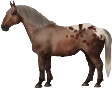 Transparent Witch U2022 Horse World Online Horse Pony Png Transparent Witch