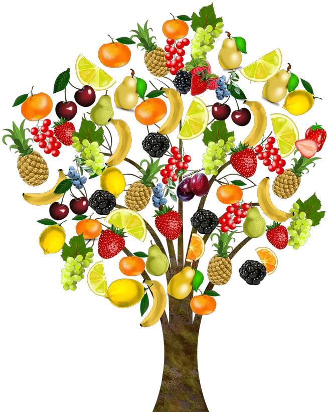 Fruit Tree Health Transparent Background Fruit Tree Clipart Png Fruit Tree Png png