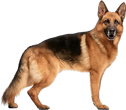 German Shepherd Dog Breed Information German Shepherd White Background Png German Shepherd Transparent