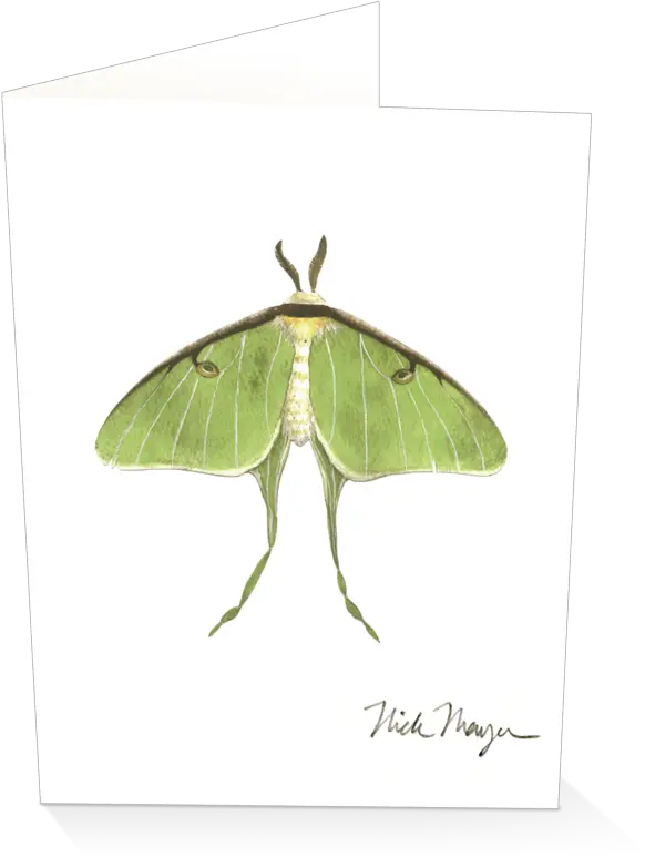 Download Sign Up And Get 10 Off Luna Moth Png Image With Luna Moth Moth Transparent Background