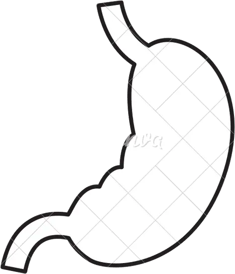 Stomach Human Organ Icon Canva Png Organ Icon