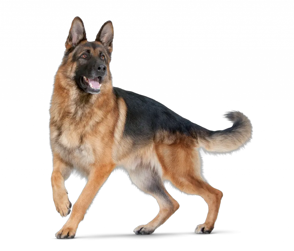 Png Hd Transparent Pet Transparent Background German Shepherd Png Pet Png