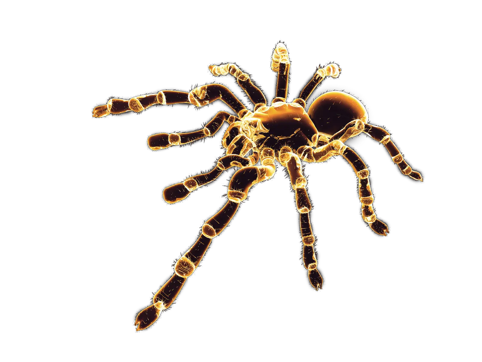 Spider Bug Tarantula Sticker By Me Hartman Digital Spider Png Tarantula Png