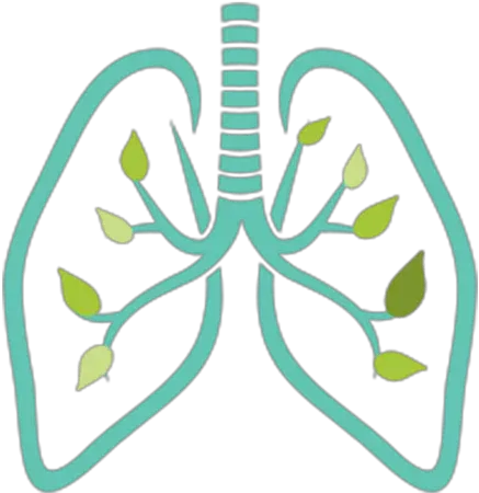 Cropped Lung Png Lung Png