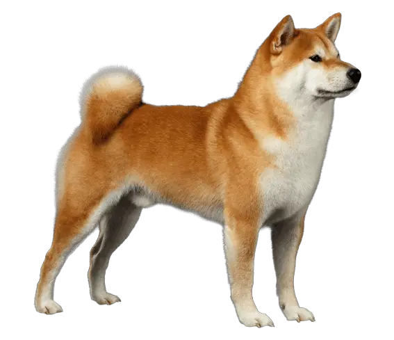 Shiba Inu Dog Breeds Png Image With No Shiba Inu Dog Breeds Shiba Inu Png