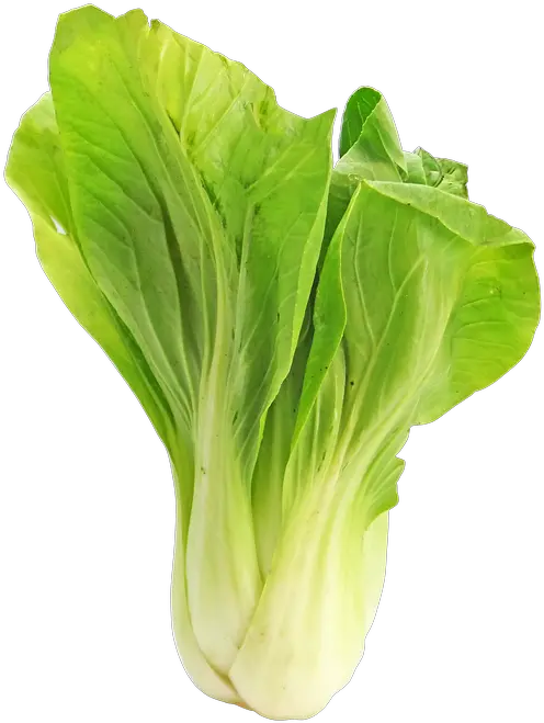 Bokchoy Bok Choy Cabbage Free Photo On Pixabay Bok Choy In Urdu Png Cabbage Png
