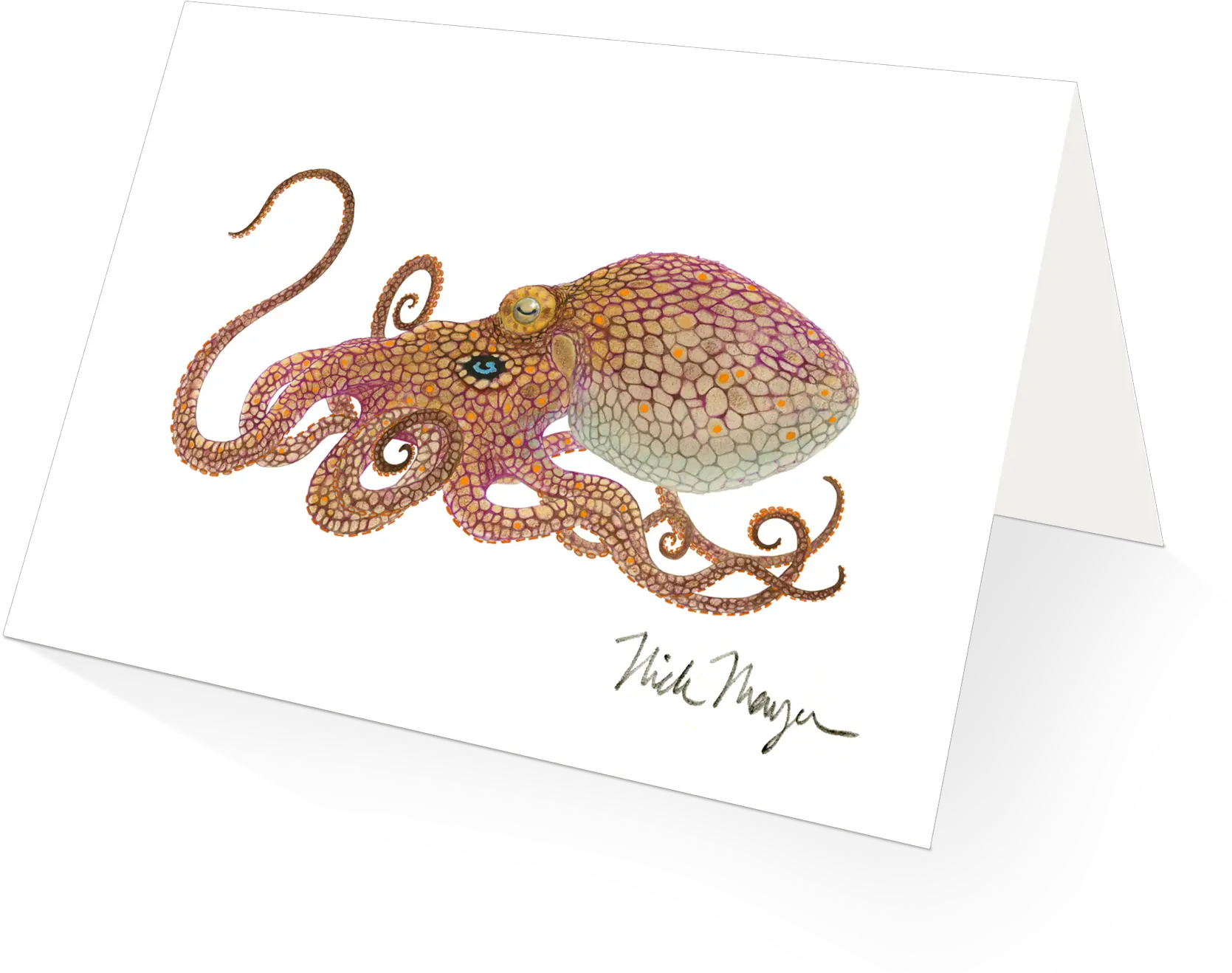 Httpswwwnickmayerartcom Daily Httpswwwnickmayerart Octopus Png Octopus Png