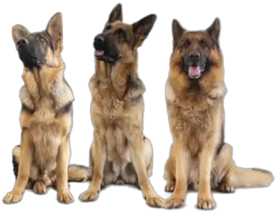 Donate Now Luosko Gsd Rescue Old German Shepherd Dog Png German Shepherd Png