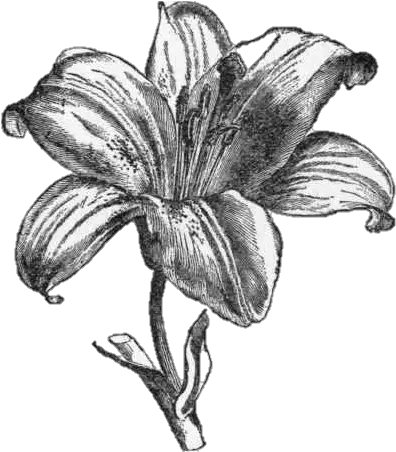 Lily A Morality Play Cassie Rocks Early Drama Black Lily Transparent Background Png Lily Transparent Background