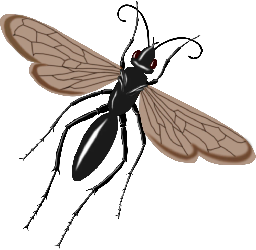 Hawk Say Tarantula Tarantula Hawk Wasp Drawing Png Tarantula Png