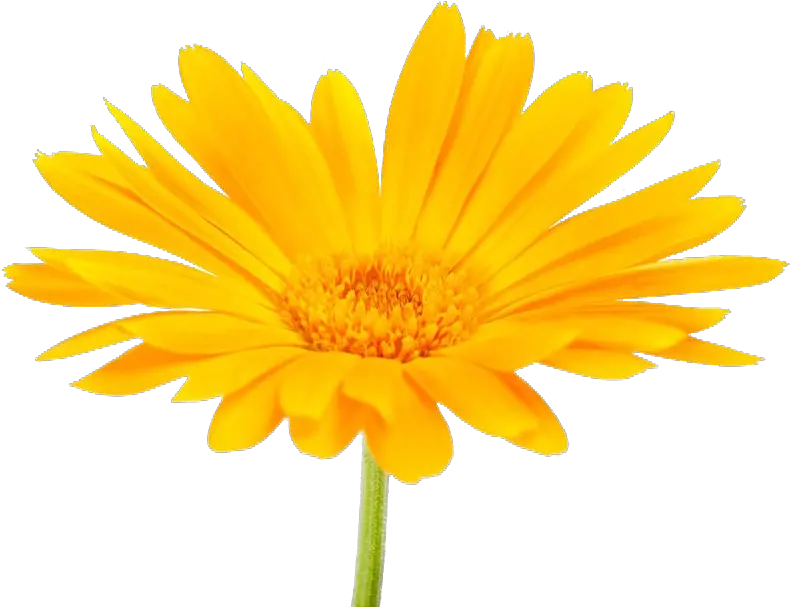 Download Pot Marigold Png Image With No Png Calendula Marigold Png