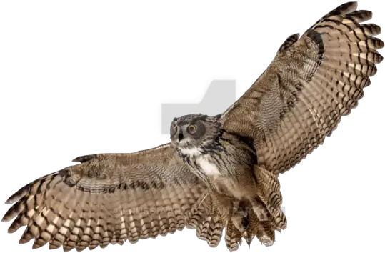 Barn Owl Png Picture Background Flying Owl Transparent Background Barn Owl Png