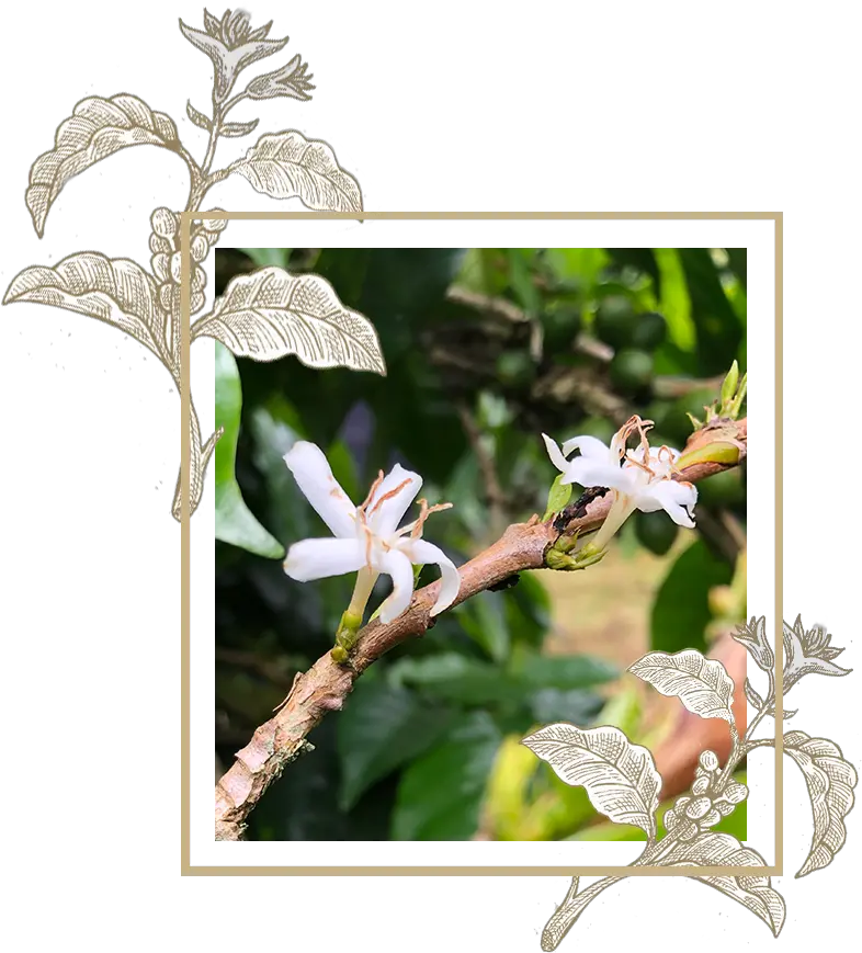 Single Origin Specialty Geisha Coffee U2013 Spirit Animal Jasmine Png Geisha Icon Png