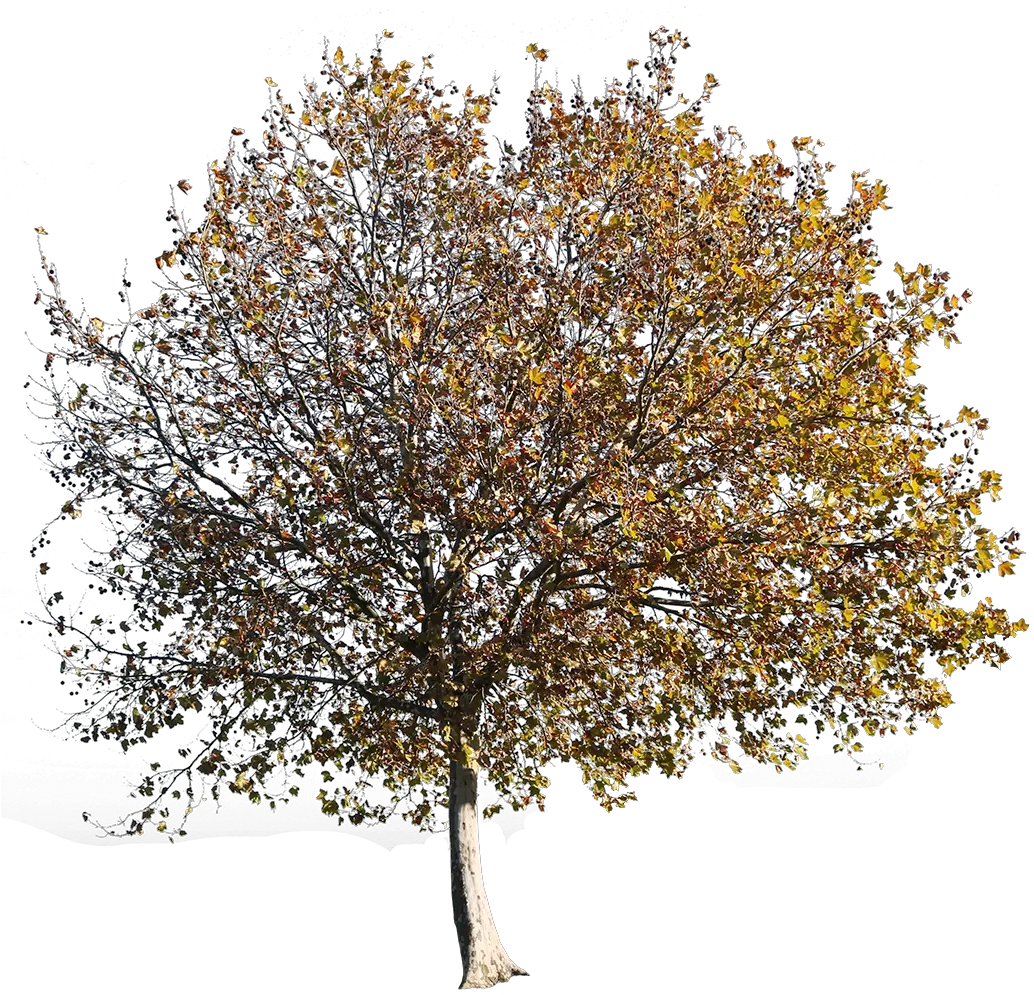 Platanus Occidentalis Autumn Png