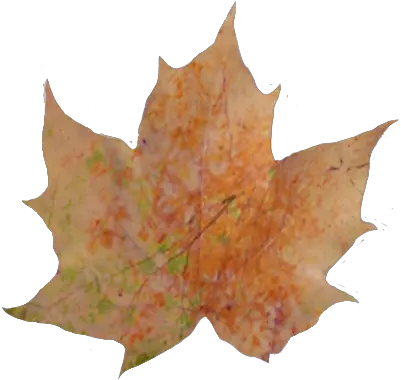 Download Hd Fall Leaves Pile Png Autumn Leaves Leaf With A Shadow Autumn Transparent