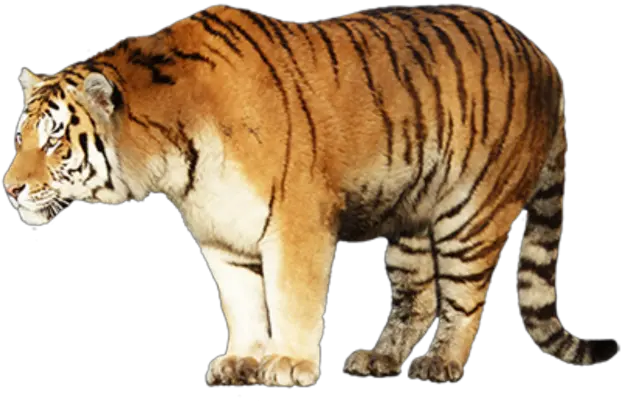 Tiger Png Face Photo 7478 Transparent Image For Free Tiger Png Tiger Face Png