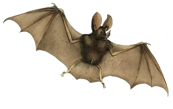 Bat Clipart Realistic Bat Clipart Png Bat Clipart Png