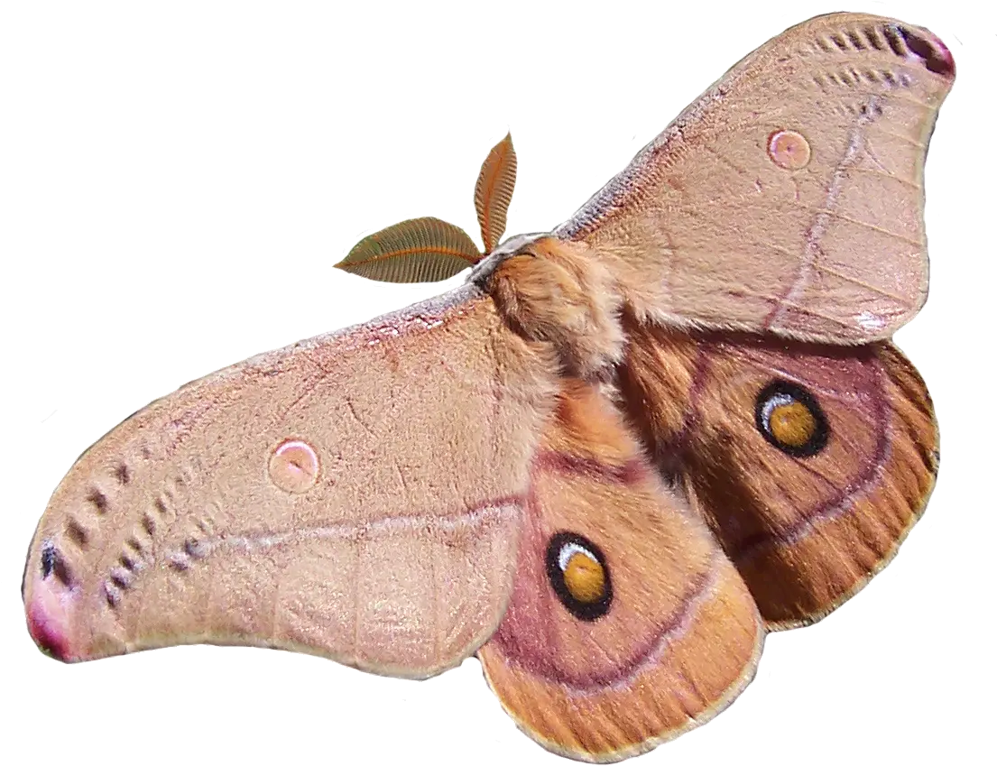 Polyphemus Moth Transparent Bkgrnd Emperor Gum Moth Png Moth Transparent Background