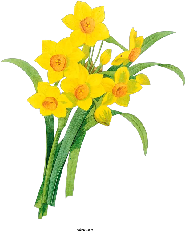 Flowers Line Art Drawing Wild Daffodil For Flower Clipart Narcissus Botanical Illustration Png Daffodil Png