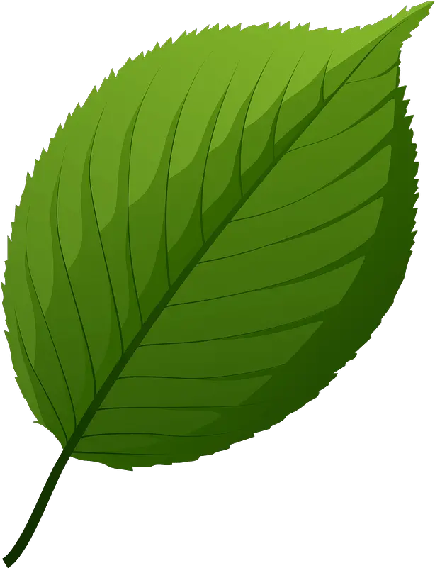 Apple Tree Green Leaf Clipart Free Download Transparent Leaf Of Apple Clipart Png Leaf Clipart Png png