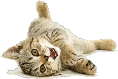 Funny Cat Png 1 Image Funny Cat Transparent Png Funny Cat Png
