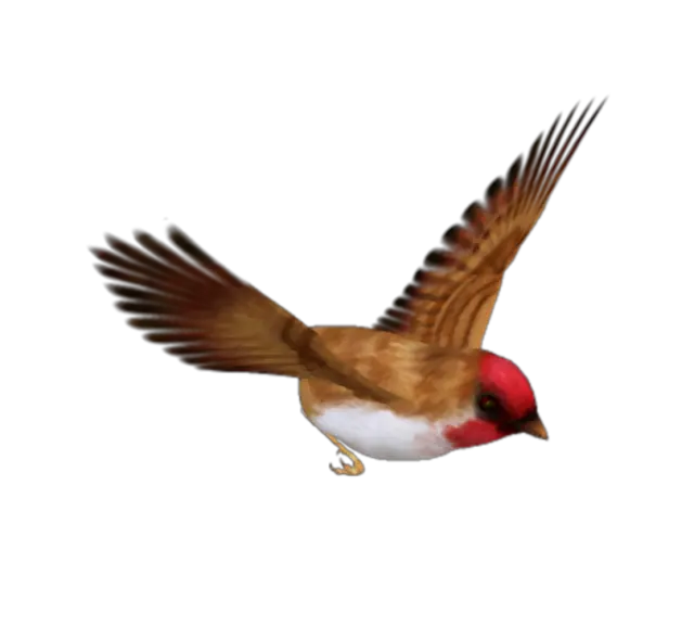 Birds Png Image Without Background Single Flying Birds Png Bird Flying Png