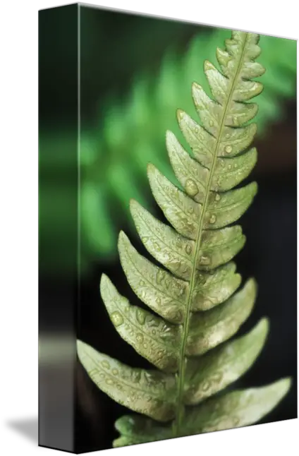 Fern Closeup Of Single Leaf And Water Dropl By Design Pics Vertical Png Fern Leaf Png