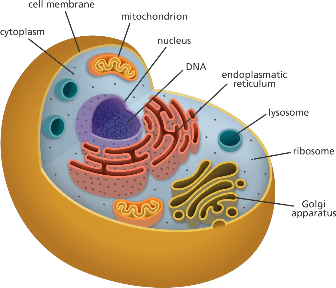 All Of My Organelles Including The Inside Of An Animal Cell Png Mitochondria Png