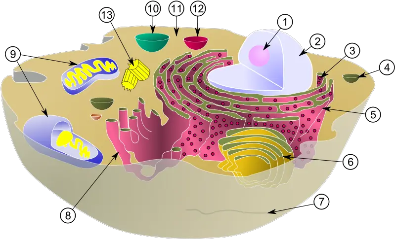 Mitochondrion Wikidoc Animal Cell Vacuole Png Mitochondria Png