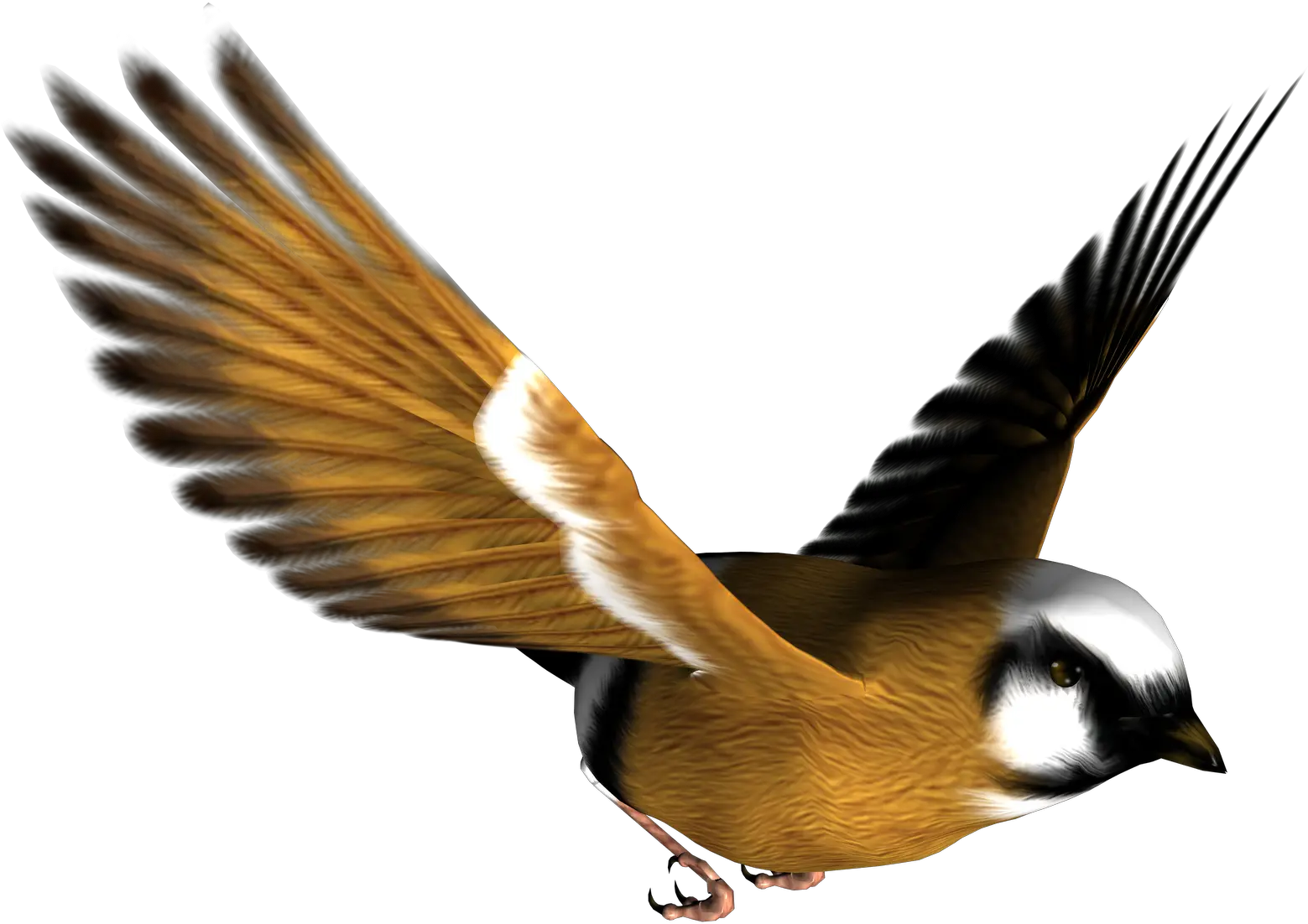 Image Bird Png Transparent Background High Resolution Bird Png Bird Png png