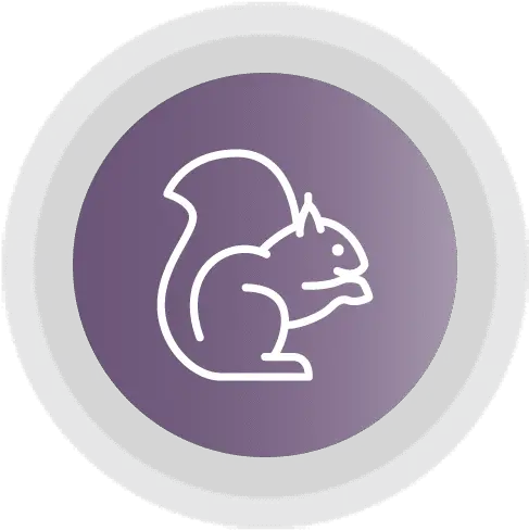 Who We Are Purplelab Eastern Gray Squirrel Png Squirrel Icon