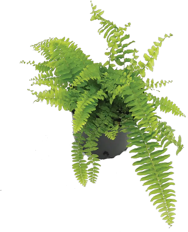 Download Boston Fern Fern Png Image With No Background Fern Fern Png