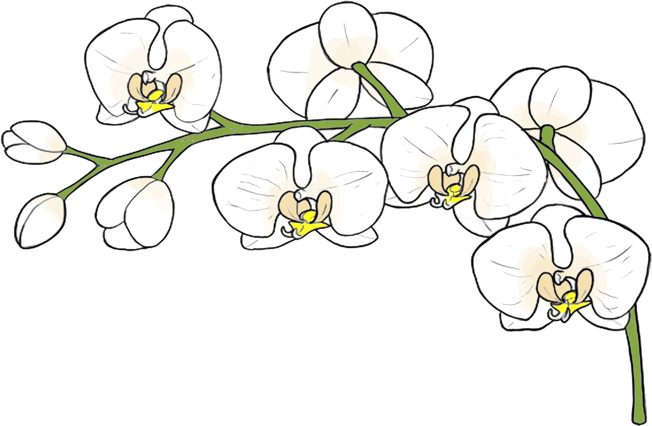 Cropped Orchidswhiteandcreampng U2013 Seaside Orchid Design Orchid Png