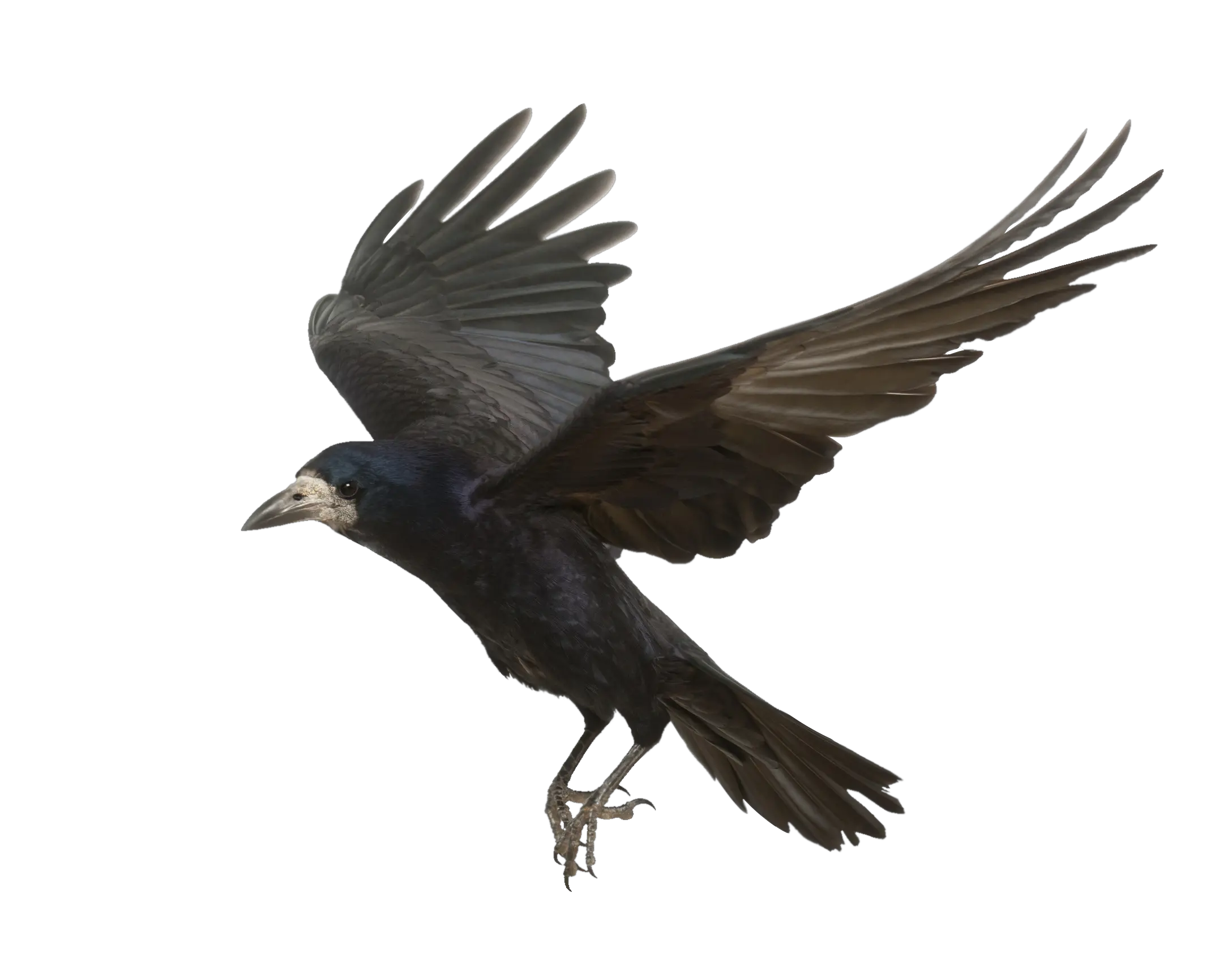 Download Crow Png Photos Transparent Background Crow Png Crow Png