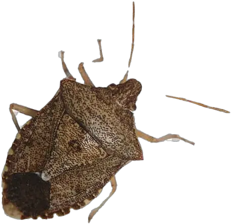 True Bug Png Transparent Images All Stink Bug Transparent Background Bugs Png