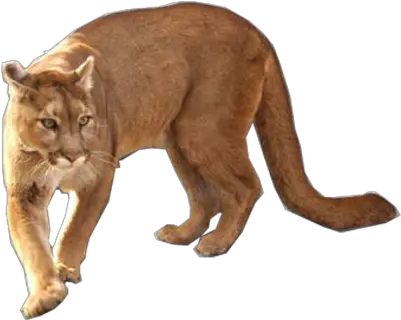 Free Cougar Psd Vector Graphic South American Cougar Png Mountain Lion Png