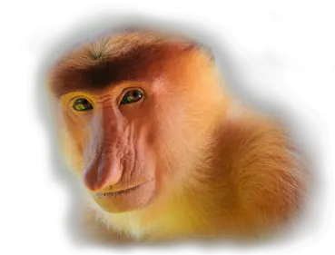 Transparent Monkey Tumblr Proboscis Monkey In Sabah Png Monkey Transparent Background