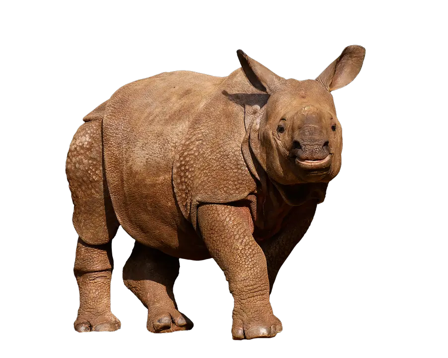 Download Animals Wild Rhino Panzer Thick Skin Animals In White Background Png Transparent Animals