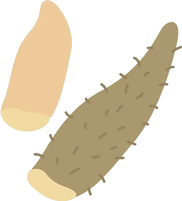 Chinese Yam Clipart Yam Png Yam Png