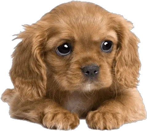 Cute Puppy Png Picture Cute Cocker Spaniel Puppies Cute Dog Png