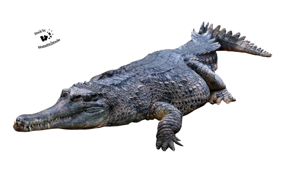 Crocodile Gator Png Alligator Png Gator Png
