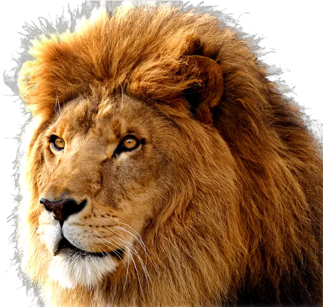 Lion Png Images Free Download Lions Mac Os X Lion Png File Download