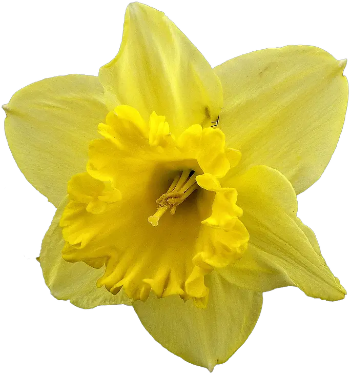 Daffodil Flower Png Free Download Daffodil Daffodil Png
