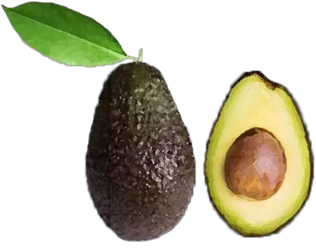 Download Avocado Png Transparent Avocado Png Image With No Sprout An Avocado Seed Avocado Transparent Background